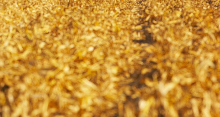 The life cycle of corn is similar to that of other angiosperms.