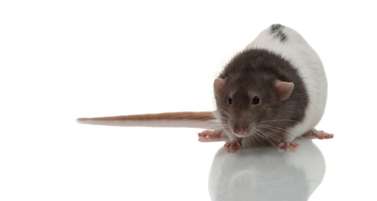Cuando una rata contrae un resfriado, puede desarrollar una infección respiratoria seria si no se trata como corresponde.