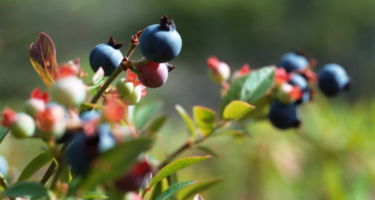 Wild huckleberries look similar to blueberries.