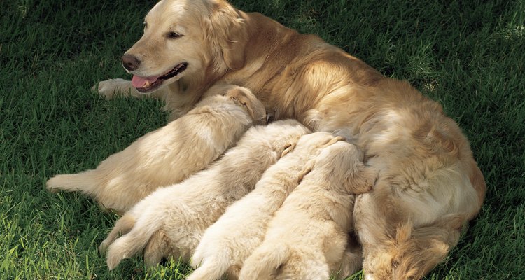 La endogamia se ha utilizado para desarrollar las razas de perros que conocemos.