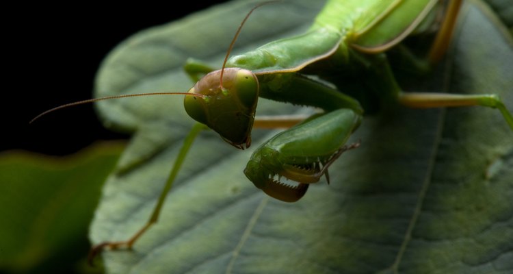 A praying mantis needs to shed its skin to grow.