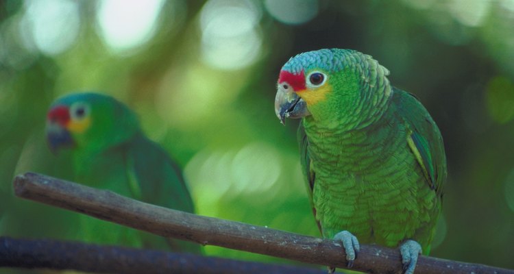 Papagaio da amazônia numa floresta tropical