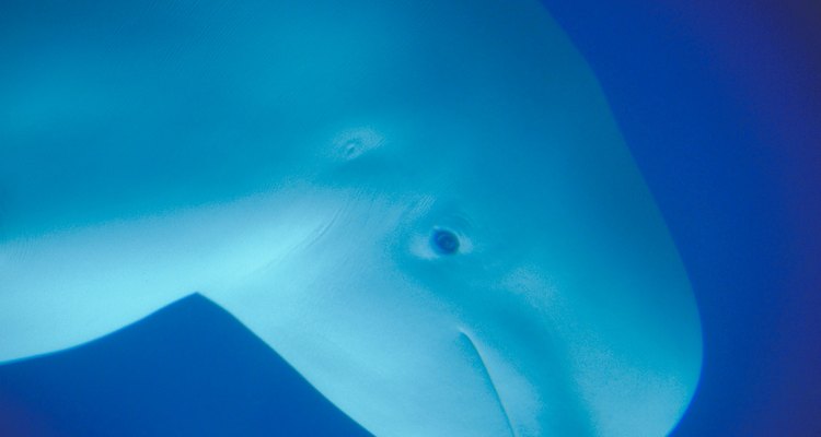 Beluga