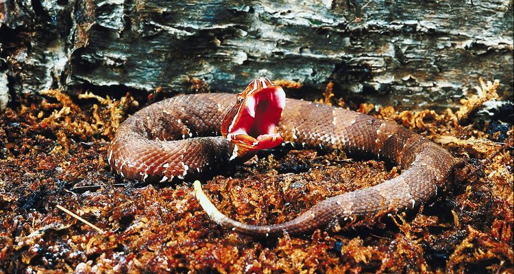 El veneno de la serpiente cantil es muy tóxico.