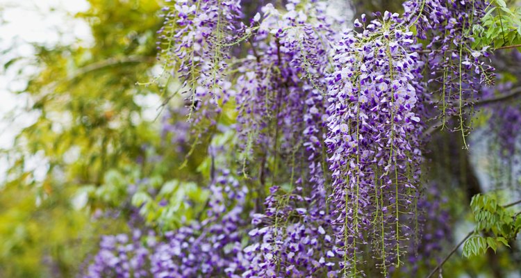 The wisteria plant can grow heavy.