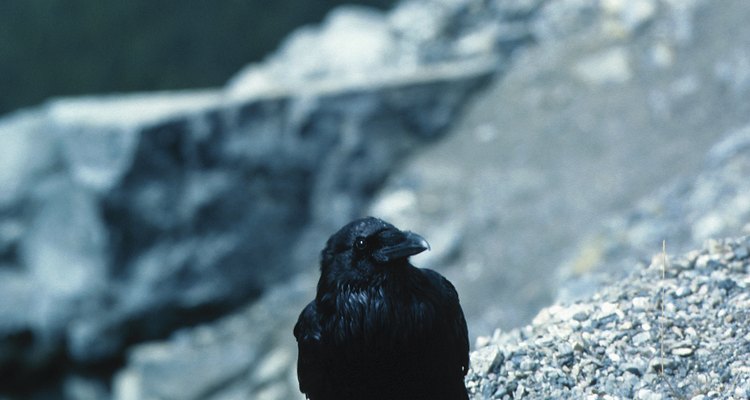 A special permit may be required to own a crow.