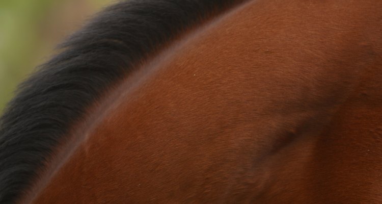 A seborreia costuma criar uma substância semelhante à caspa perto da crina ou da cauda do cavalo
