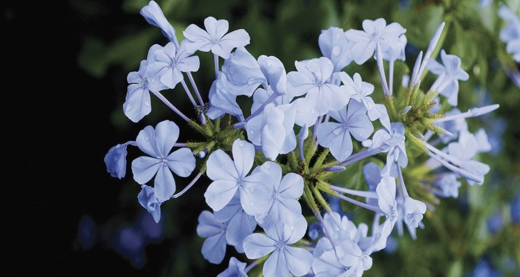 El plumbago permanece cubierto de flores azules la mayor parte del año en las zonas cálidas de EE.UU.