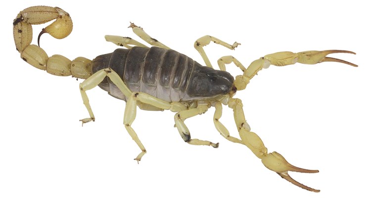 O escorpião amarelo encontrado no Brasil é um perigo para crianças pequenas
