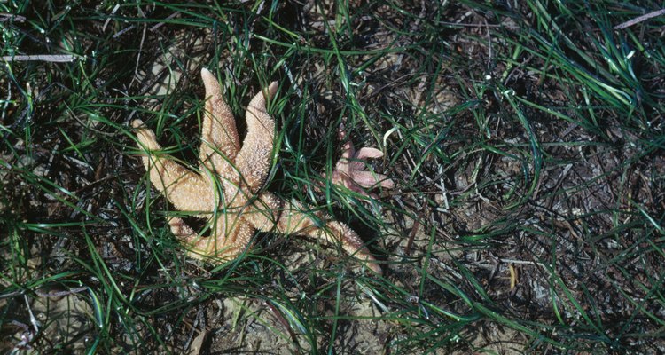As estrelas-do-mar têm poucos predadores em seu habitat natural