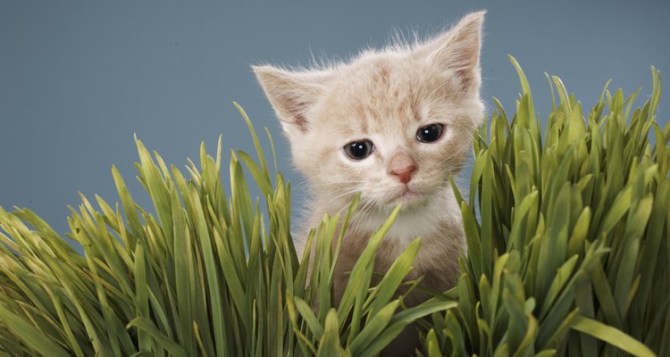 Ofrece a tu gato una hierba no tóxica.