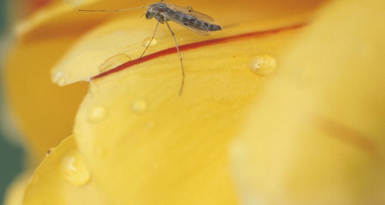 El geranio citronela contiene aceite de citronela, que repele mosquitos.