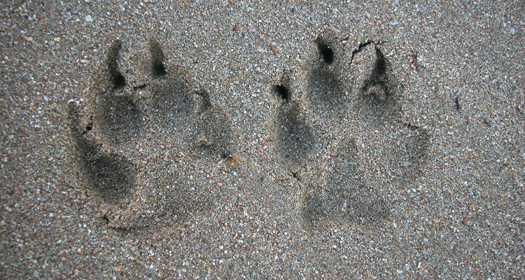 Coloca huellas de monstruos en el piso, indicando el camino a la fiesta.