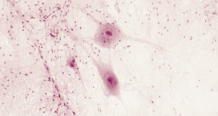 Uma forma simples de ver o retículo endoplasmático liso é com um cotonete bucal