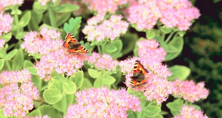 El Sedum 'Autumn Joy' atrae a colibríes y abejas.