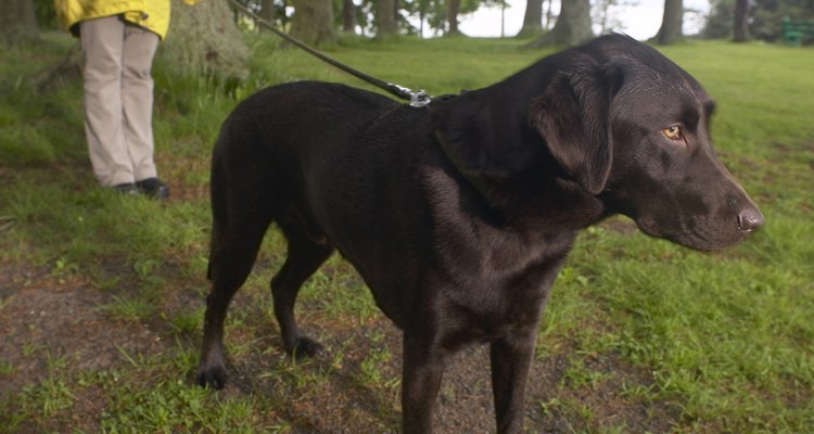 O labrador é uma raça que tem tendência a desenvolver pelos brancos prematuramente