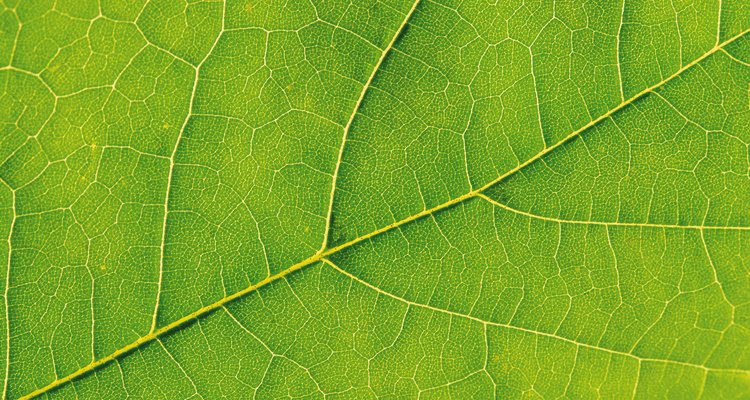 As plantas convertem luz solar em energia através da fotossíntese