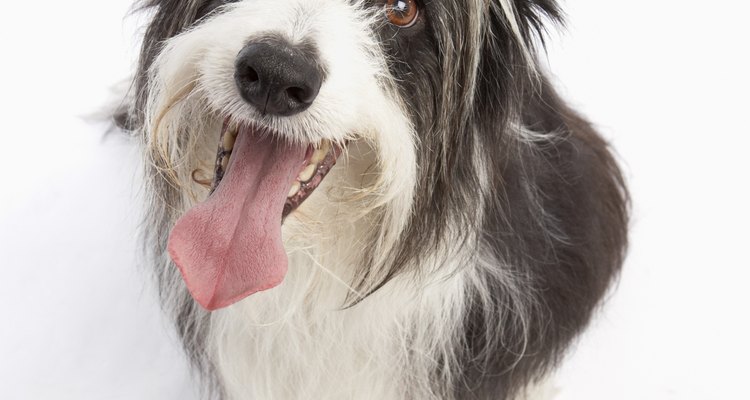 En este procedimiento, el cristalino defectuoso del perro se quita y se coloca un lente artificial en el ojo, restaurando así la visión del perro.