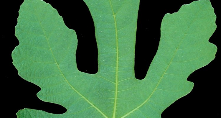 Las hojas de higo tienen nervadura palmada.