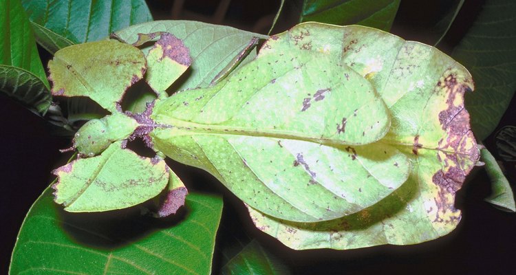 Los insectos hoja tienen camuflaje natural como protección contra los depredadores.