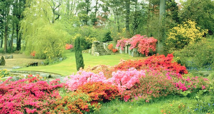 Debido a que el follaje y floraciones de las plantas de azalea contienen sustancias tóxicas, es importante para los jardineros reconocer los signos de intoxicación.