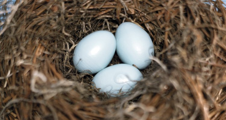 Los agapornis incuban juntos sus huevos.