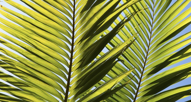 Palm fronds are frequent targets of disease.