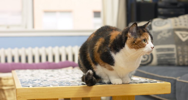 Gato sobre la mesa.