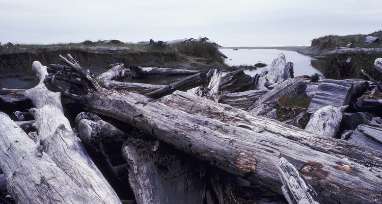 Driftwood, washed up on the beach.
