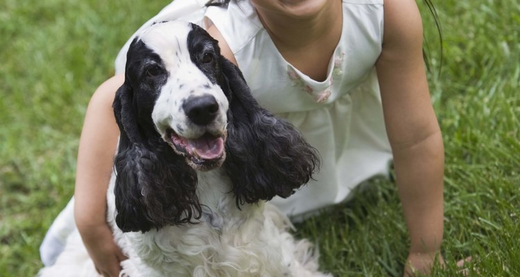 Si tu Cocker Spaniel comienza a temblar, puede ser un indicio de un problema grave.