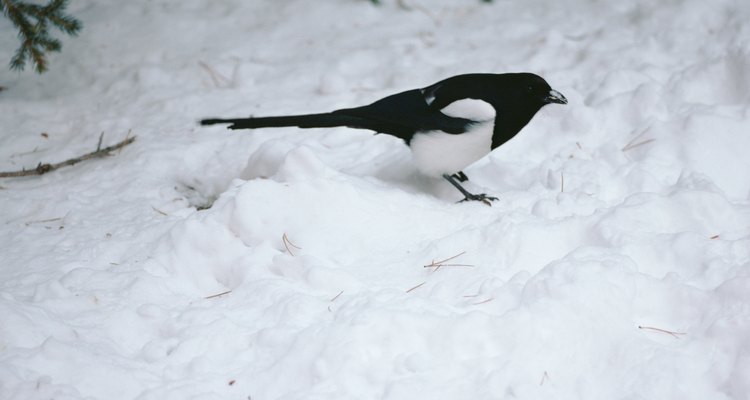 Magpies can survive in cold climates.
