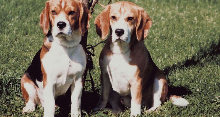 Encuentra la pareja perfecta para tu beagle.