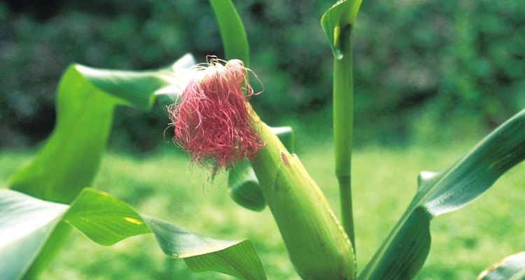 Los tallos de maíz pueden producir dos o tres mazorcas de maíz durante la temporada de crecimiento.