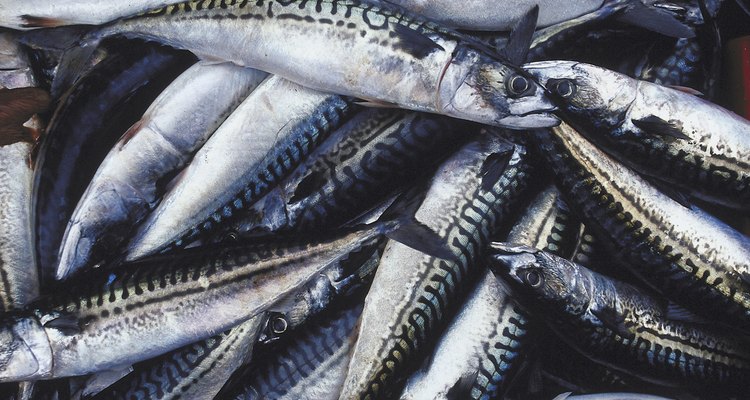 Cleaning mackerel before cooking them is an important step.