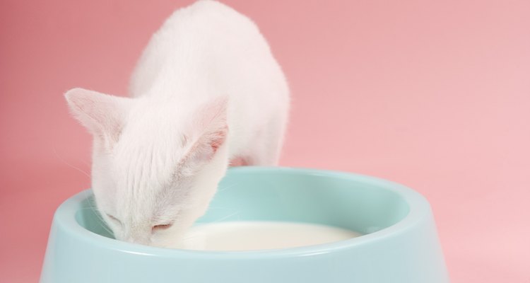Un gato bebiendo leche de un plato.