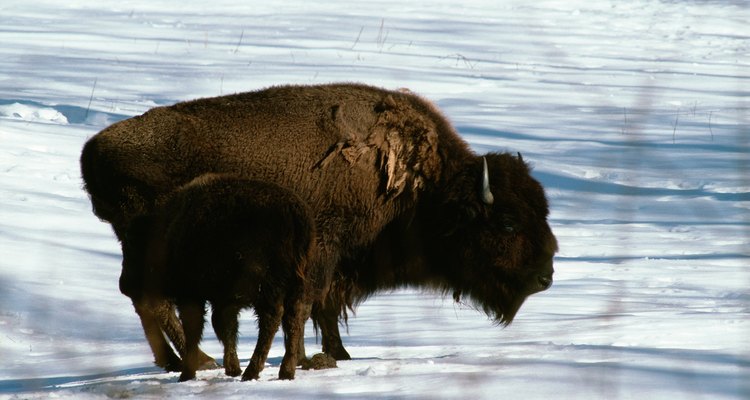 Los bisontes americanos eran uno de los recursos más importantes de los indios de las planicies.