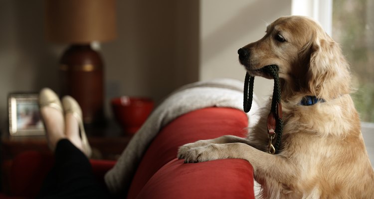 Crea un espacio cómodo para que duerma tu perro.
