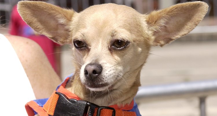 Gidget, de la cinta "Como perros y gatos".