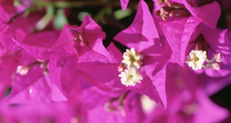 Bougainvillea cannot tolerate prolonged frost.