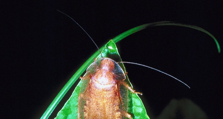 Las cucarachas viven en una gran variedad de hábitats.