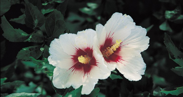 Las flores de la rosa de saron se abre en un período de varias semanas, epro cada una dura alrededor de un día.