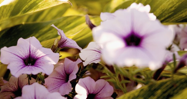 Evite que as lagartas mastiguem as folhas e as flores das petúnias.