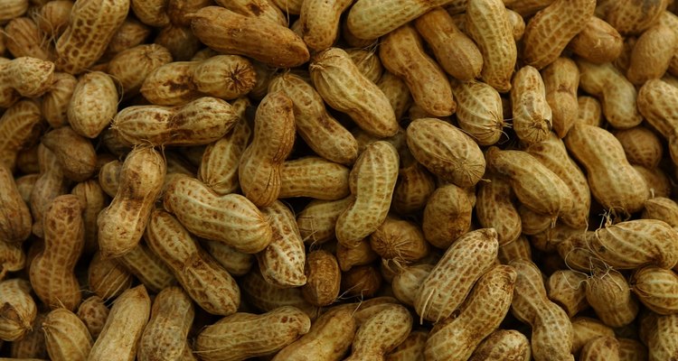 Las vainas de cacahuete contienen maní, que son las semillas de la planta.