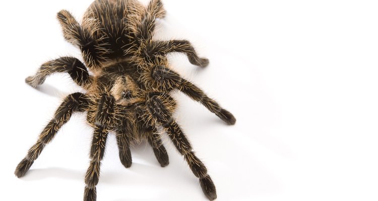 What Do Baby Tarantulas Eat?