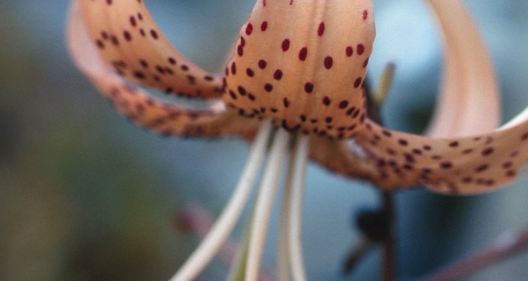 Tiger lilies now come in soft colours such as coral as well as the usual orange.