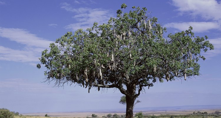 Los árboles de acacia generalmente son originarios de los entornos desérticos.