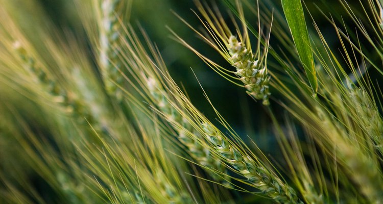 La cebada te da una alternativa al trigo y la avena del desayuno.