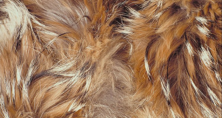 Un perro puede comenzar a perder el cabello en las zonas afectadas con una infección por hongos.
