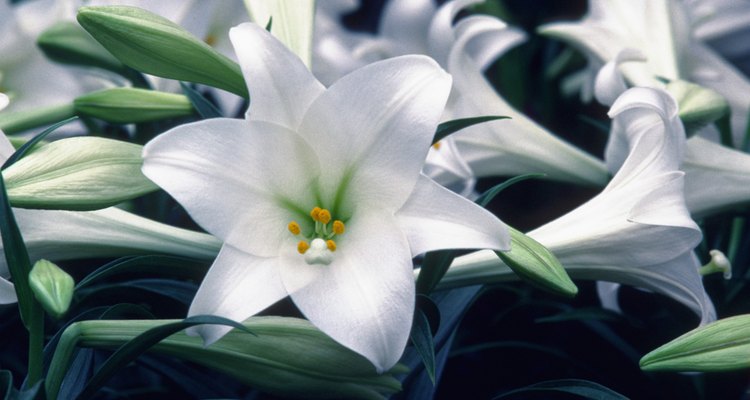 Flor del género Lilium.