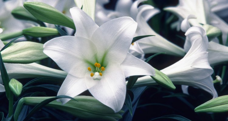 Cómo plantar bulbos de azucenas blancas en el jardín |